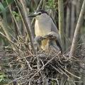 Nycticorax_nycticorax_fc2139