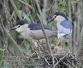 Nycticorax_nycticorax_fc2181