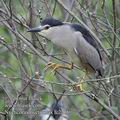 Nycticorax_nycticorax_fc2216