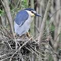 Nycticorax_nycticorax_fc2226