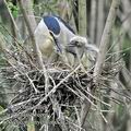 Nycticorax_nycticorax_fc2271