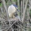 Nycticorax_nycticorax_fc2447