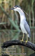 Nycticorax_nycticorax_fc2526