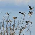 Nycticorax_nycticorax_ff4659