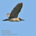 Nycticorax_nycticorax_ff5507