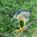 Nycticorax_nycticorax_ha9984