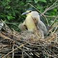 Nycticorax_nycticorax_hb0054