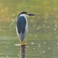 Nycticorax_nycticorax_hb0467