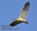 Nycticorax_nycticorax_kb5268