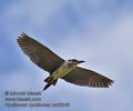 Nycticorax_nycticorax_md2549