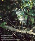 Nycticorax_violaceus_s0048