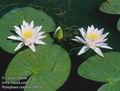 Nymphaea_candida_10820