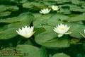 Nymphaea_candida_4138