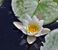 Nymphaea_candida_bj7285