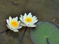 Nymphaea_candida_bt9119