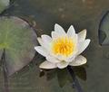 Nymphaea_candida_bt9124