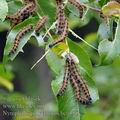 Nymphalis_polychloros_bc6555