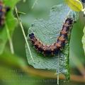Nymphalis_polychloros_bc6584