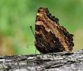 Nymphalis_polychloros_mb3559