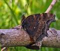 Nymphalis_xanthomelas_bx4694