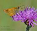 Ochlodes_sylvanus_hz5633