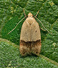 Odites_kollarella_jn6804s