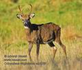 Odocoileus_virgianus_eb5059