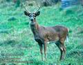 Odocoileus_virgianus