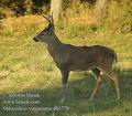 Odocoileus_virginianus_db1778