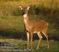 Odocoileus_virginianus_db1790