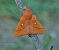 Odonestis_pruni_ja0625
