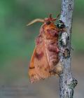 Odonestis_pruni_pd3903
