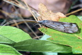 Odontocerum_albicorne_10573