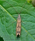 Odontocerum_albicorne_cu0637s
