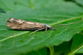 Odontocerum_albicorne_cu0651s