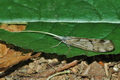 Odontocerum_albicorne_d3156