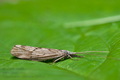 Odontocerum_albicorne_dy4513s