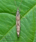 Odontocerum_albicorne_dy4535s