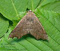 Odontopera_bidentata_ct2780s