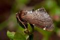 Odontosia_carmelita_cg9903s