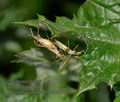 Oecanthus_pellucens_mc8060