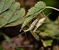 Oecanthus_pellucens_mc8066