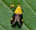 Oecophora_bractella_ct1133s
