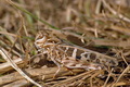Oedaleus_decorus_d1993