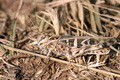Oedaleus_decorus_d1994