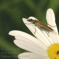 Oedemera_lurida_ab2467