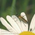 Oedemera_lurida_ab2468