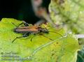Oedemera_podagrariae_10128
