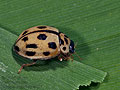 Oenopia_conglobata_a0677