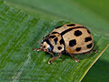Oenopia_conglobata_a0679